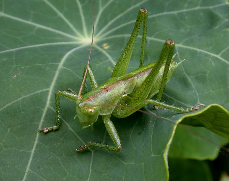 Tettigonia viridissima